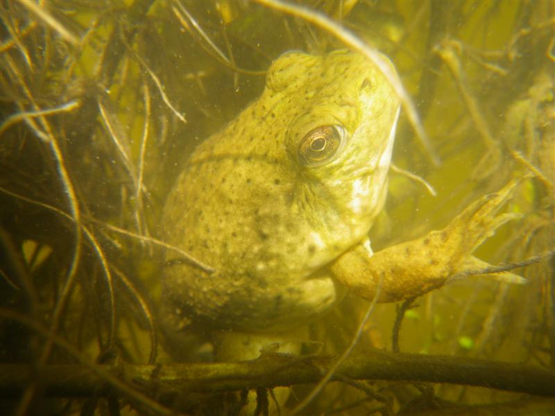 Image of Lithobates catesbeiana